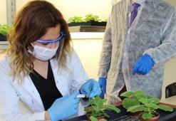 Tütünden corona virüs aşı çalışması