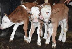 Buzağı desteklemesi 2020 ne zaman ödenecek? Çiğ süt desteği yattı! Tarım Bakanı tarih verdi, T.C ile Buzağı desteklemesi sorgulama…