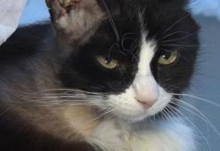 'Panda' adlı kedi böbrek naklinden kök hücreyle kurtuldu