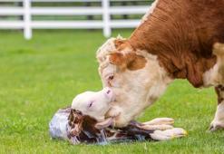 Buzağı destek paraları (2019/1. Dönem) ne zaman yatacak? 2019 buzağı desteği ne zaman ödenecek? TC ile buzağı desteği sorgula….