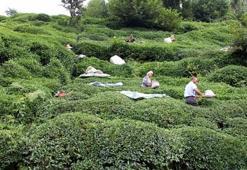 Karadeniz'de '100 bin İstanbullu' korkusu