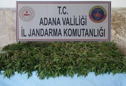 Mısır tarlasına ekmişler! 3 kişi gözaltına alındı