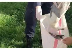 Martıları öldüren kişiye 16 bin lira ceza