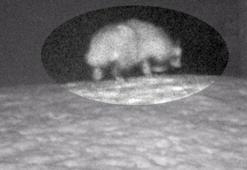 Türkiye’de ilk kez görüntülendi! 'Covid-19'u insana geçiren tür olabilir'