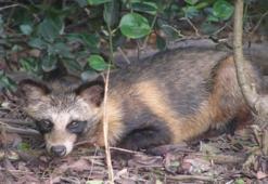 Rakun köpeği nedir? Rakun köpeği corona mı yayıyor? Türkiye’de var mı, Rakun köpeği özellikleri…