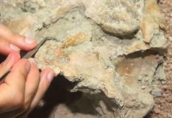 Dinozorlar döneminden kalma memeliye ait fosil bulundu
