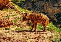 Adıyaman'da böyle görüntülendi!