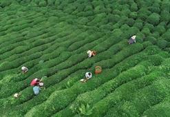 Yaş çay alım fiyatı açıklandı mı? Yaş çay alım fiyatı kaç lira oldu? Yaş çay fiyatları 2020...