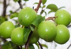 Papaz eriğinde hasat başladı