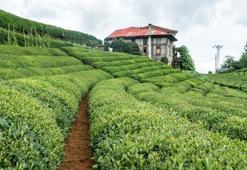Çay üreticileri seyahat izni (izin belgesi) nasıl alacak? Bakanlık detayları açıkladı! İşte çay toplamak için seyahat izni detayları…