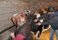 Şap hastalığı nedir, neden olur? Şap hastalığı sütten, etten insana bulaşır mı? Tedavisi var mı?