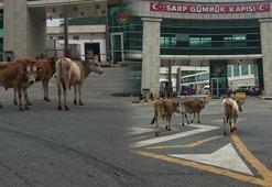 Sarp Sınır Kapısı'nda gülümseten görüntüler