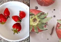 Gıda mühendisi açıkladı: Çilekte görülen kurtçuklar...