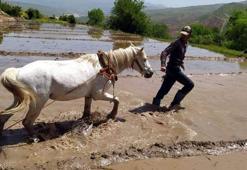 Hasat başlamadan sipariş almaya başladılar! 300 yıllık yöntem...