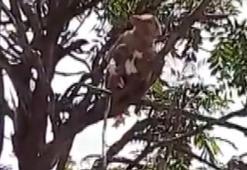 Hindistan'da 3 maymun pandemi hastanesinden corona virüs hastalarının kan örneklerini çaldı