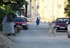 İpsala’da kedi ve köpekler fare zehri nedeniyle ölmüş!