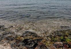 Bu kez Caddebostan... Deniz kıyısı pislik içinde