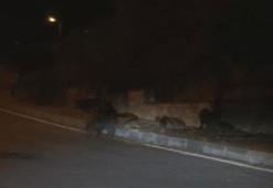 Aç kalan domuzlar şehre indi