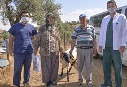 Besicilere sakız koçu desteği