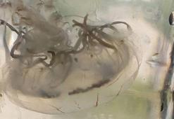 Antalya'da deniz anası türü bulundu