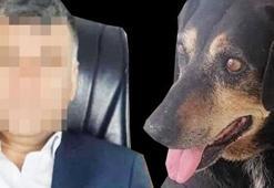 İğrenç olay! Köpeğe işkence ve tecavüz
