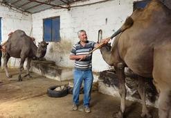 Kurbanlık deve satışlarına başlandı! Fiyatı 12 bin liradan başlıyor