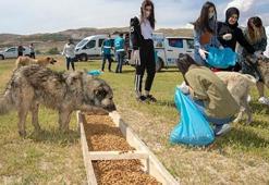 Yiyecek bulmakta zorluk çeken sokak köpekleri için seferber oldular