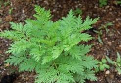 Peygamber süpürgesi bitkisi nedir? Peygamber süpürgesi (artemisia annuaotu) nerelerde yetişir, faydaları nelerdir?
