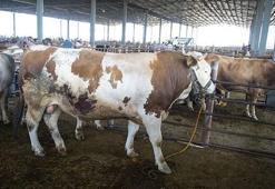 Bilim Kurulu üyesinden 'hisseli kurban kesimi' uyarısı