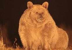 Boz ayıların göç ettiği, ilk kez Sarıkamış'ta ortaya çıktı