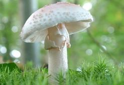 Mantar zehirlenmelerine dikkat!