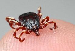 Keneyi gördüğünüz anda eldivenle çıkarın