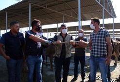 Kurban Bayramı öncesi korkutan haber! 1 milyon kişiyi bekleyen büyük tehlike...