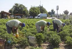 Ata tohumları aracısız halka ulaşıyor