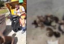 Küçükçekmece'de çöp konteynerinde 16 kedi ölüsü bulundu