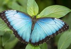 Ölüm çiçekleri ve mavi kelebeklerin Srebrenitsa sırrı
