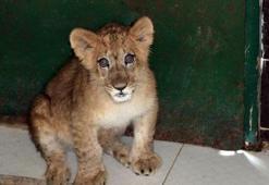 İranlı modele aslan hediye edildi