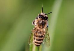 Arıların azalması ürün rekoltesini de olumsuz etkiliyor