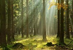 OGM 700 işçi alımı yapacak! OGM işe alım 2020 şartları nelerdir? 700 işçi alımı hangi illerde ve kadrolarda yapılacak? OGM İŞKUR işçi alımı 2020