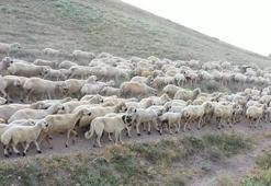 Bakan Varank: Kangal köpeklerini çip teknolojisi ile koruma altına alıyoruz