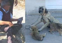 Yaşlı adam köpeğe tecavüz ederken yakalandı