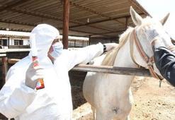 Kovid-19'a karşı atlardan elde edilen antiserum üretiminde  sona gelindi