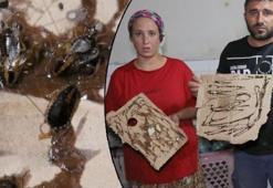 Adana'da böcek istilası! Vatandaşlar isyan etti, ağza ve kulağa giriyor...