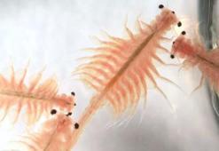 Meyil Obruk Gölü’nü pembe yapan Artemia Salina nedir? Artemia Salina ne demek?