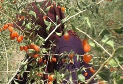 Goji Berry hücreleri yeniliyor