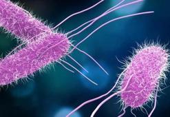 Salmonella nedir? Salmonella bakterisi nasıl bulaşır? Salmonella hastalığı ve tedavisi…