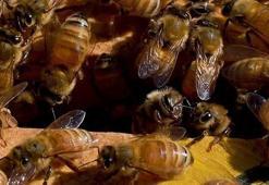 Meme kanserine karşı 'bal arısı zehri' buluşu