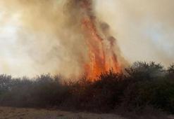 Kızılırmak Deltası Kuş Cenneti'nde yangın! Çok sayıda ekip sevk edildi