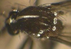 İstanbul'u istila ettiler! Hastalık bulaştırıyor