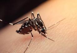 Asya Kaplanı Sivrisineği nedir? Asya Kaplan Sivrisineği ısırığının zararları nelerdir, hangi hastalığa yol açıyor?